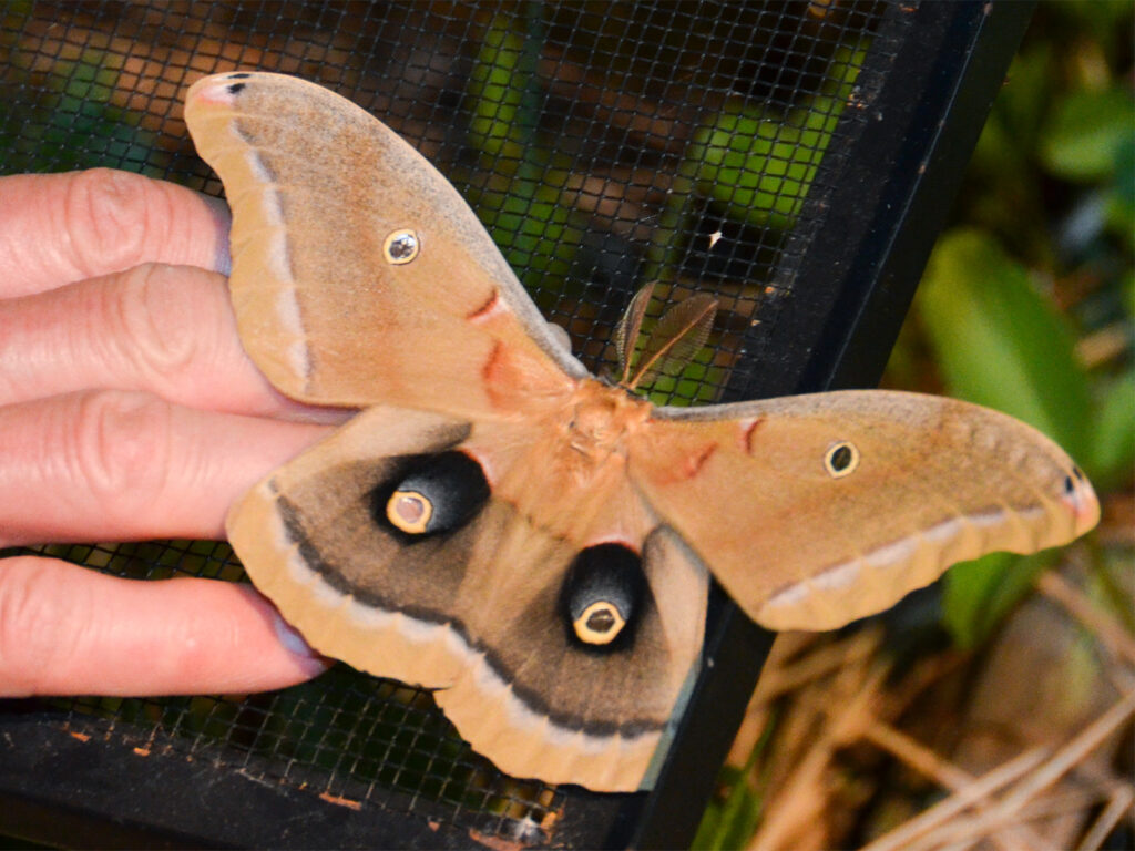 Showing the size of the polyphemus moth