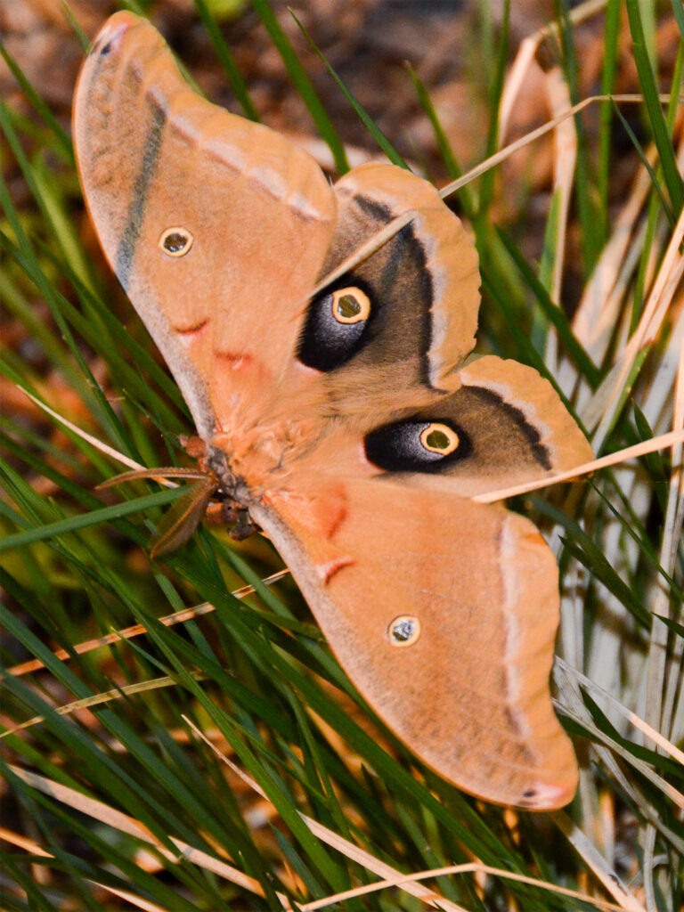 Polyphemus moth we raised