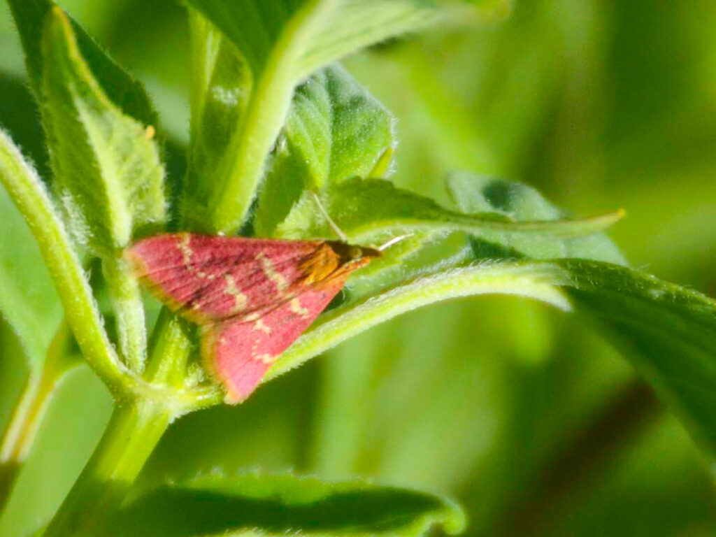 Raspberry pyrausta moth on monarda