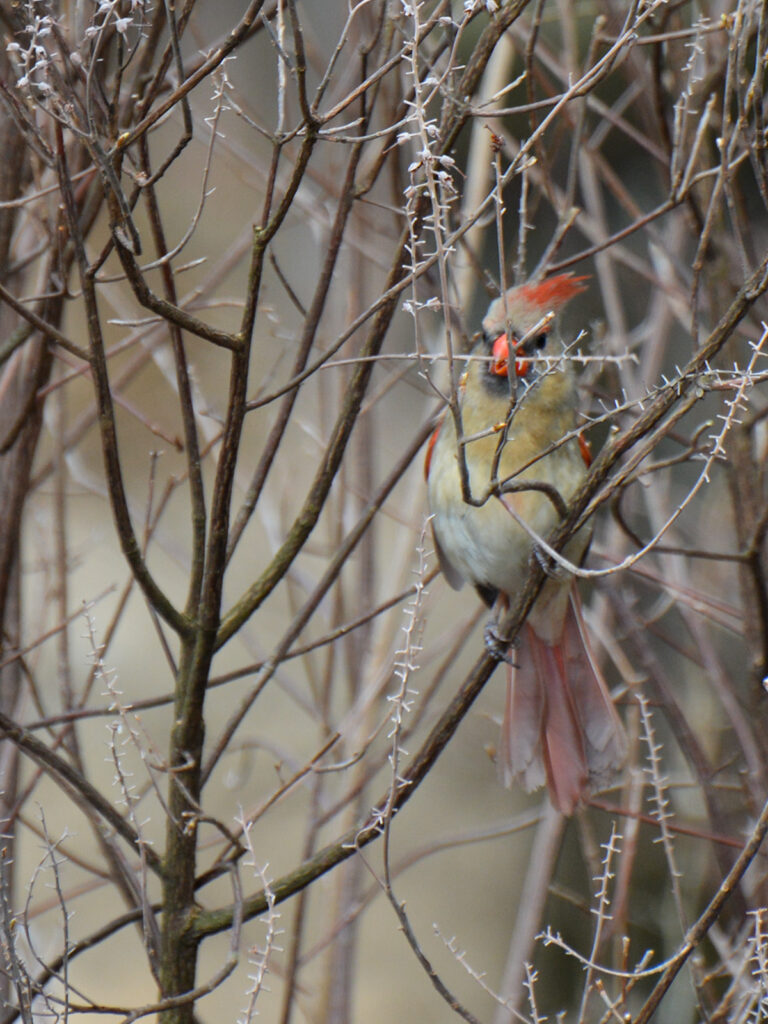 Cardinal gathering twigs