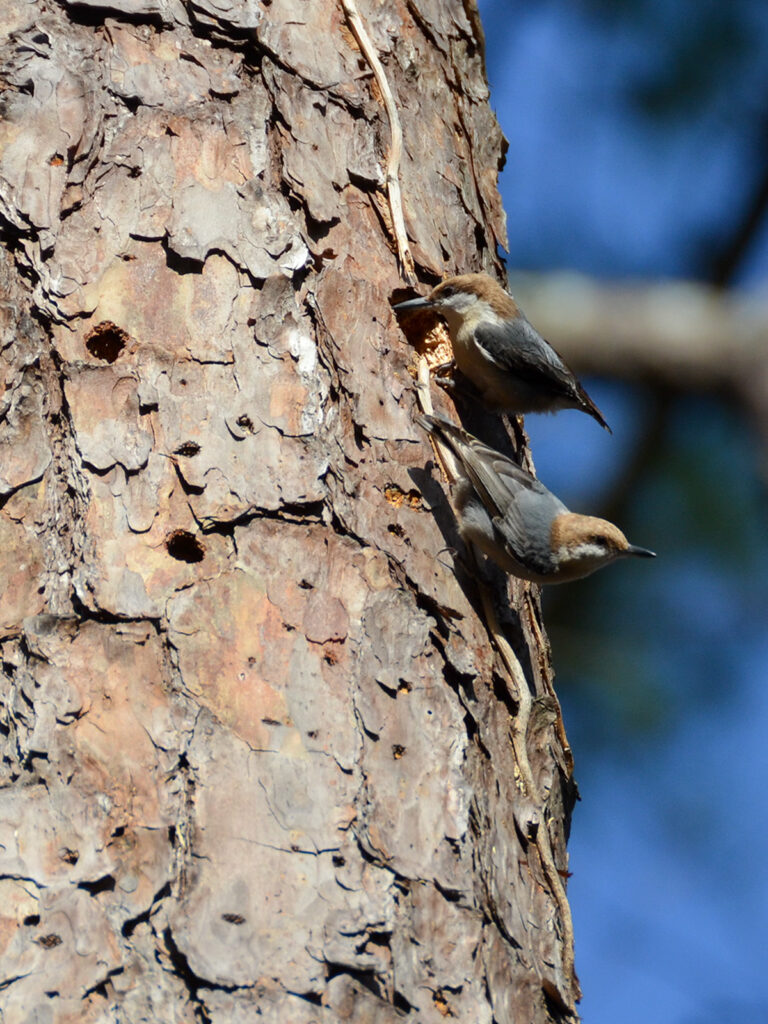 Brown-headed nuthatch in North Carolina