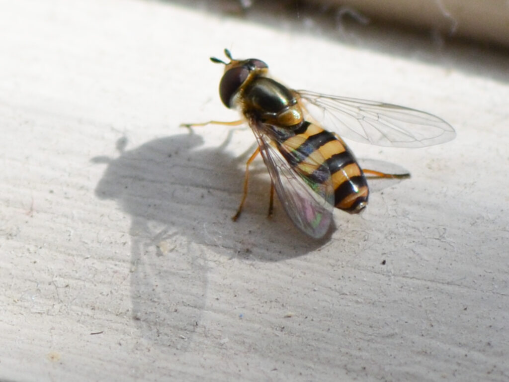 Syrphid fly adult
