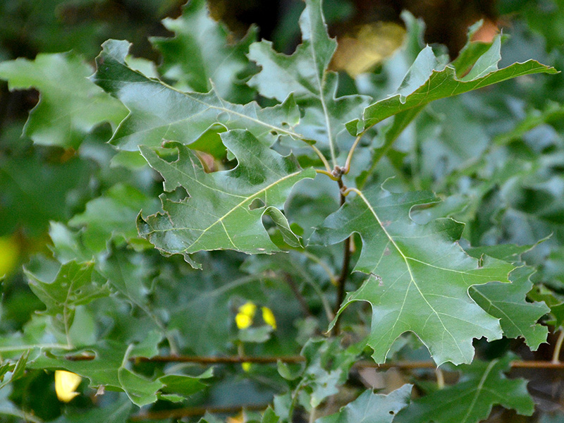 Oak tree with leaves eaten