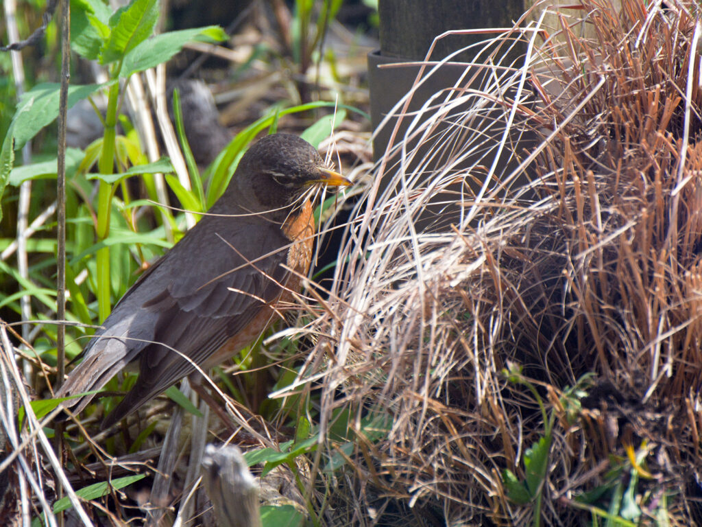 Robin gathering grass for nest