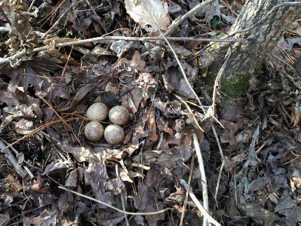 Woodcock nest with eggs