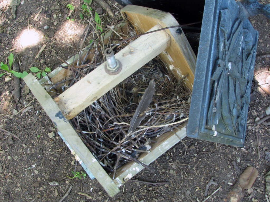 Wren nest after babies fledged