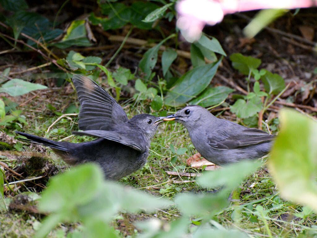 Parent feeding a baby catbird