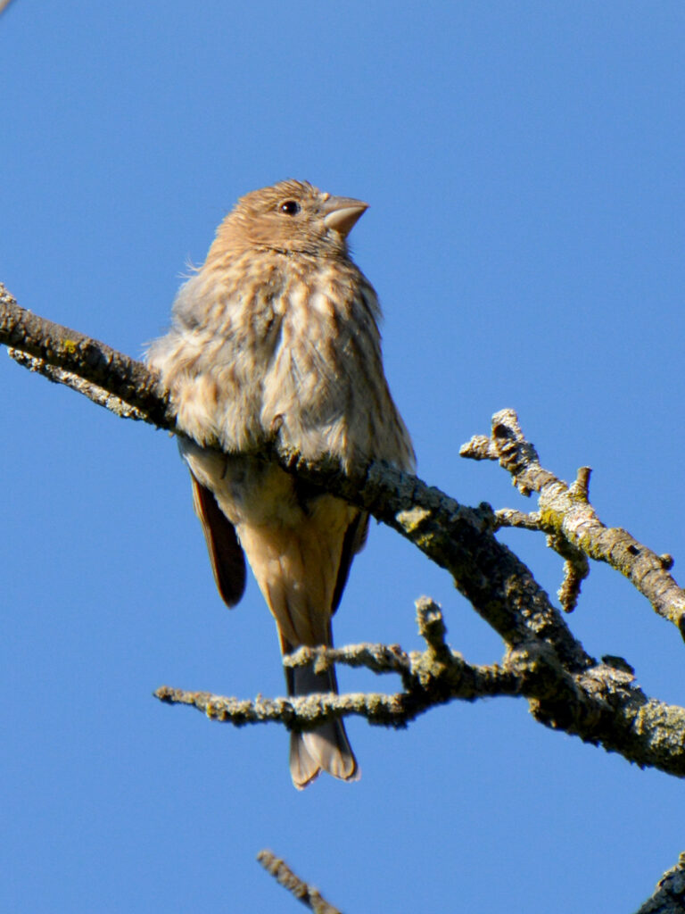 House finch baby