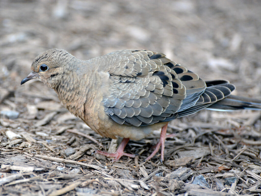Mourning dove baby