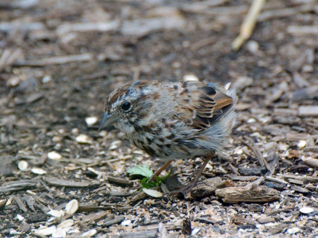 Song sparrow baby