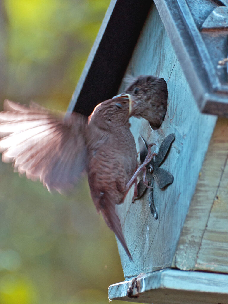 Wren stuffing food into baby's mouth