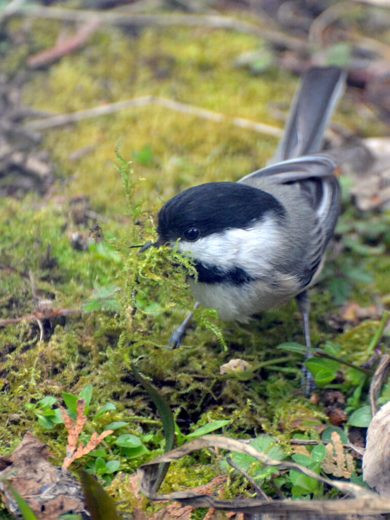 Chickadee gathering moss for its nest