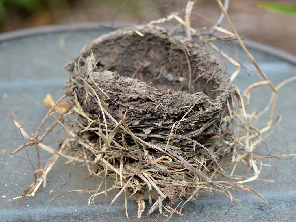 Robin nest