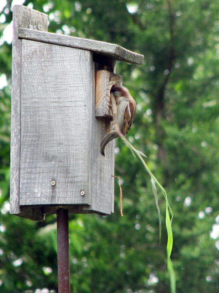 House sparrow building nest