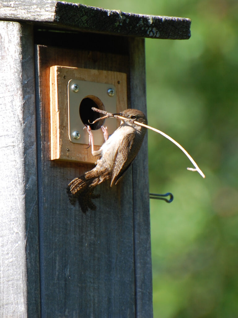 Wren building a nest