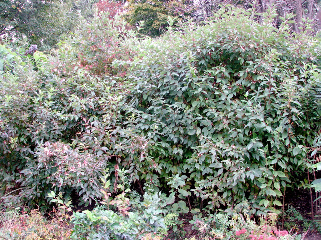 Gray dogwoods as a nesting area