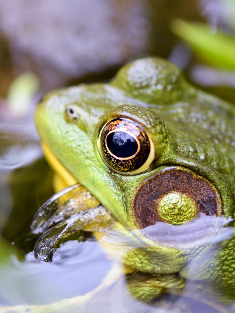 Frog eating a dragonfly