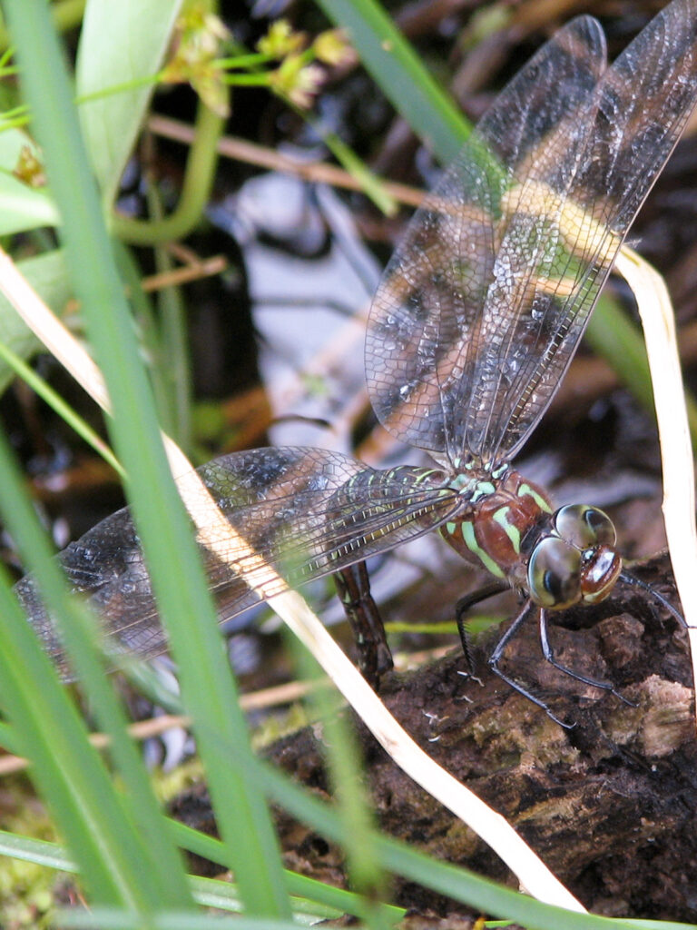 Dragonfly laying eggs in our pond