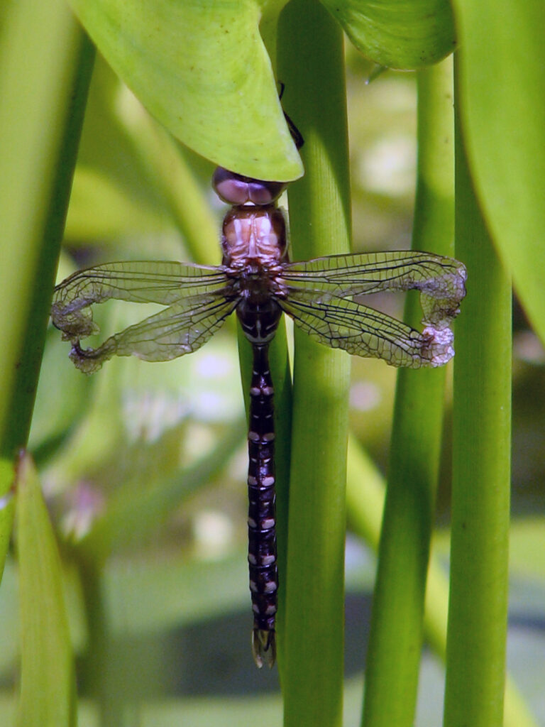 Dragonfly emerged with a deformed wing