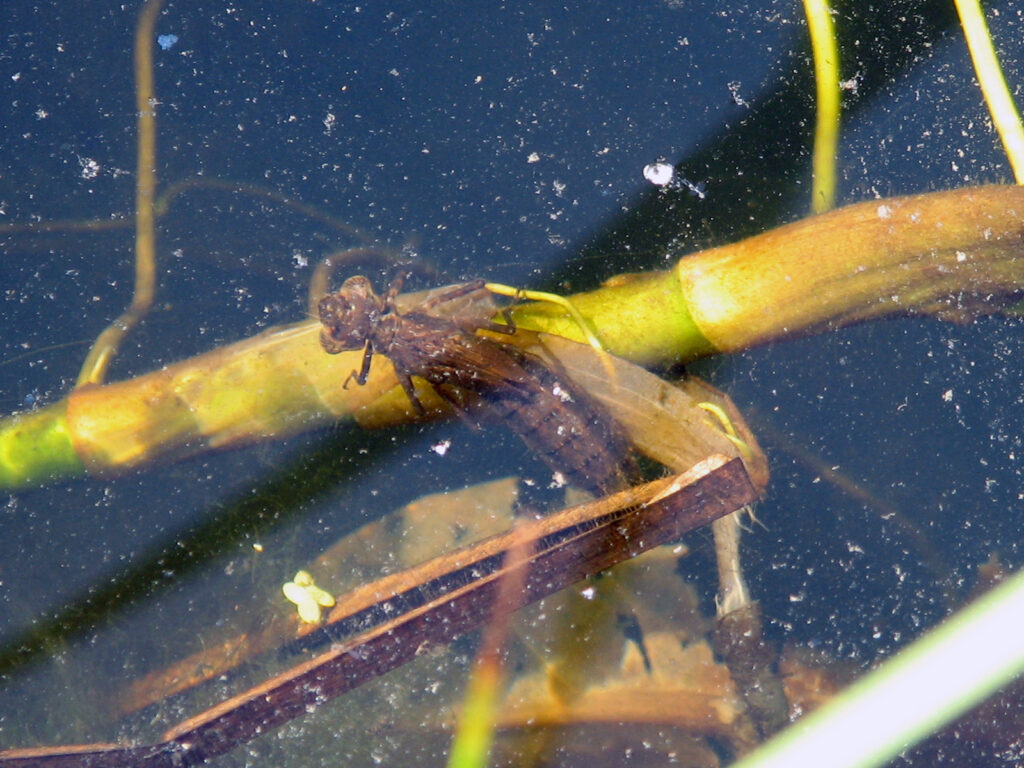 Dragonfly larvae clinging to a pond plant