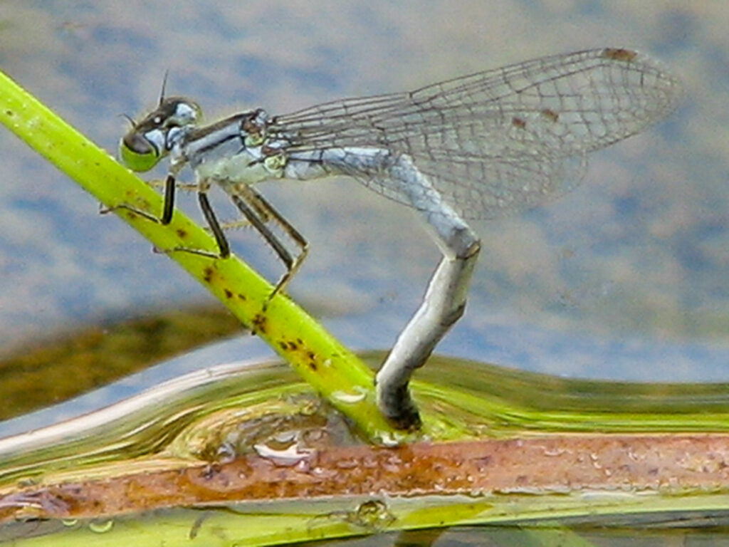 Eastern forktail laying eggs