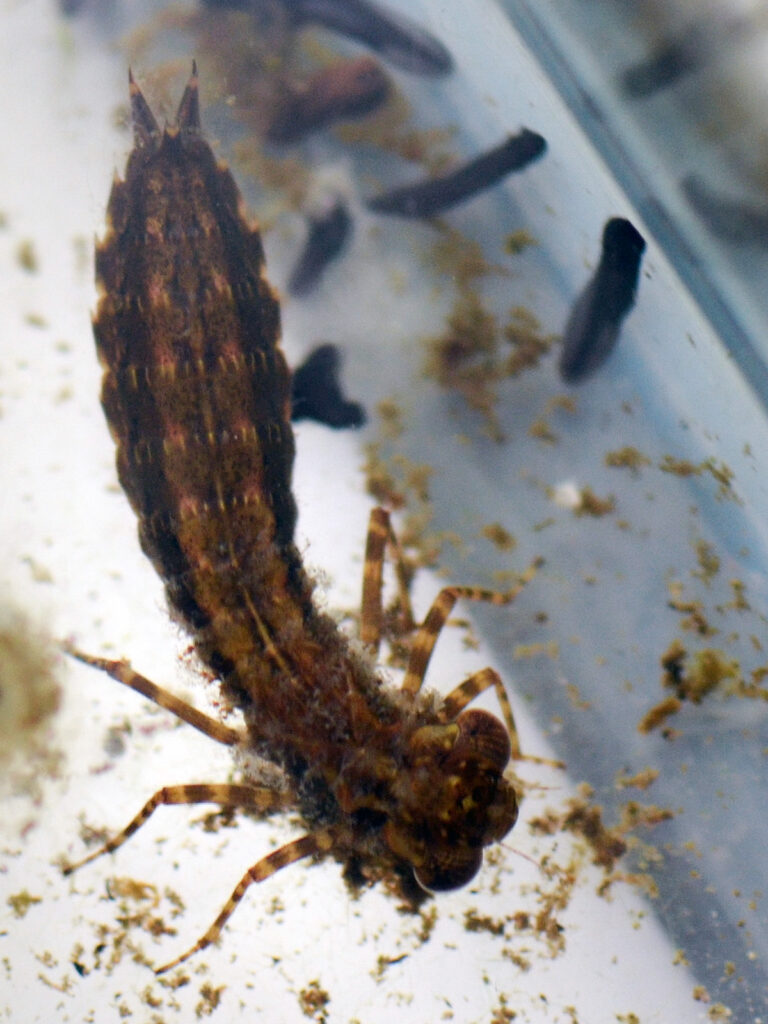 Dragonfly larva with toad tadpoles