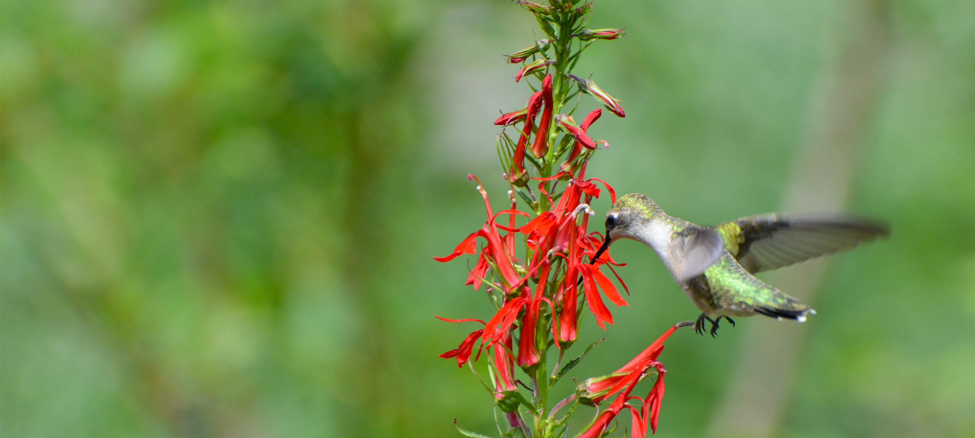 Nectar for birds – Our Habitat Garden