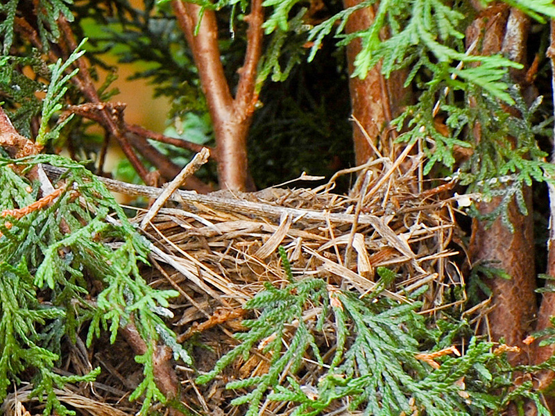 Robin nest in an arborvitae