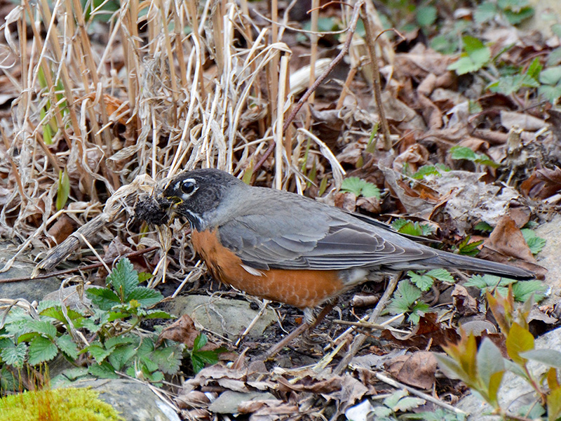 Robin nesting materials
