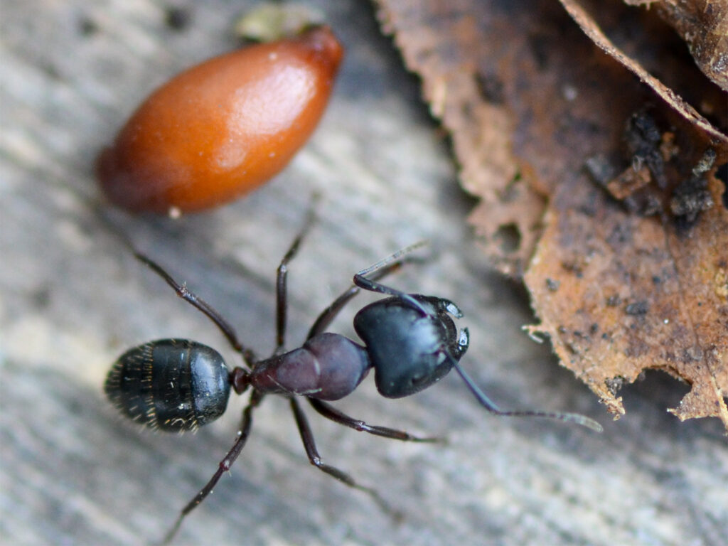 An ant ready to take a twinleaf seed