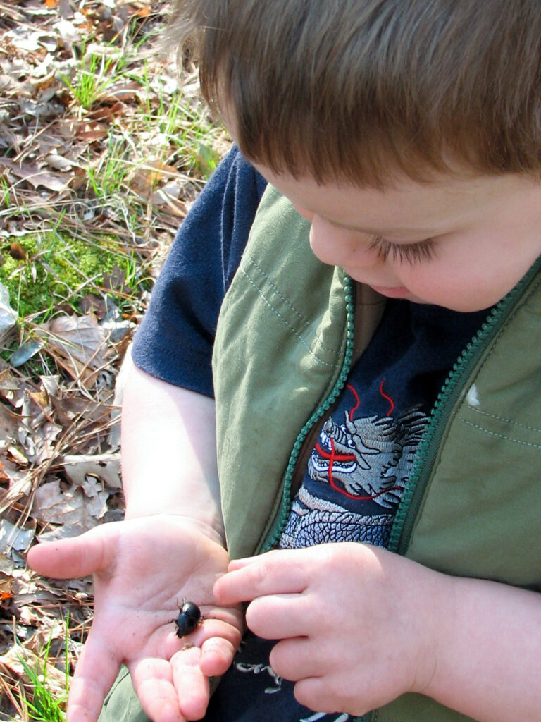 Child holding a beetle