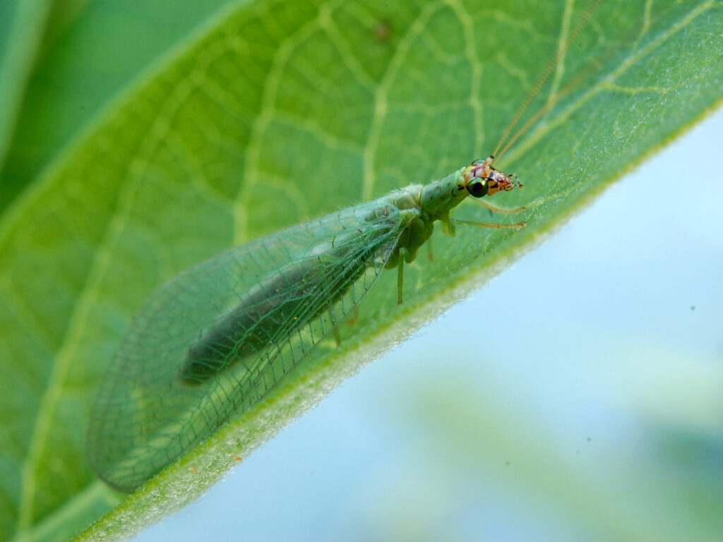 Lacewing