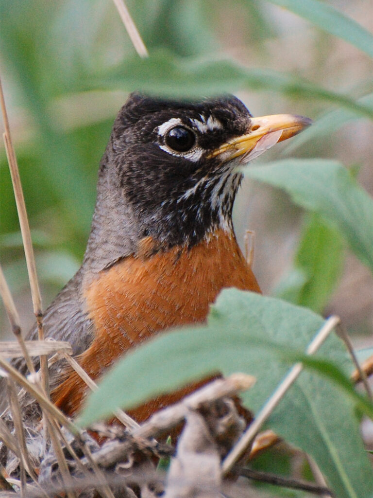 Robin eating an ant