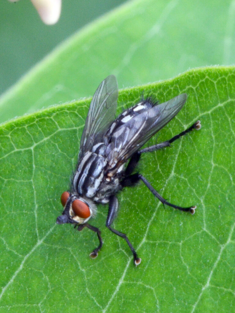 Sarcophaga flesh-eating fly