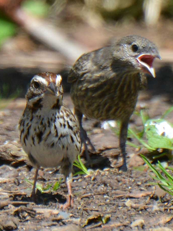 Song sparrow feeding a cowbird baby