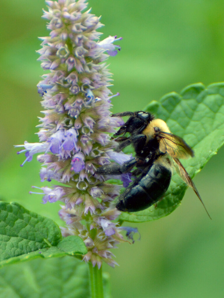 Carpenter bee on hyssop