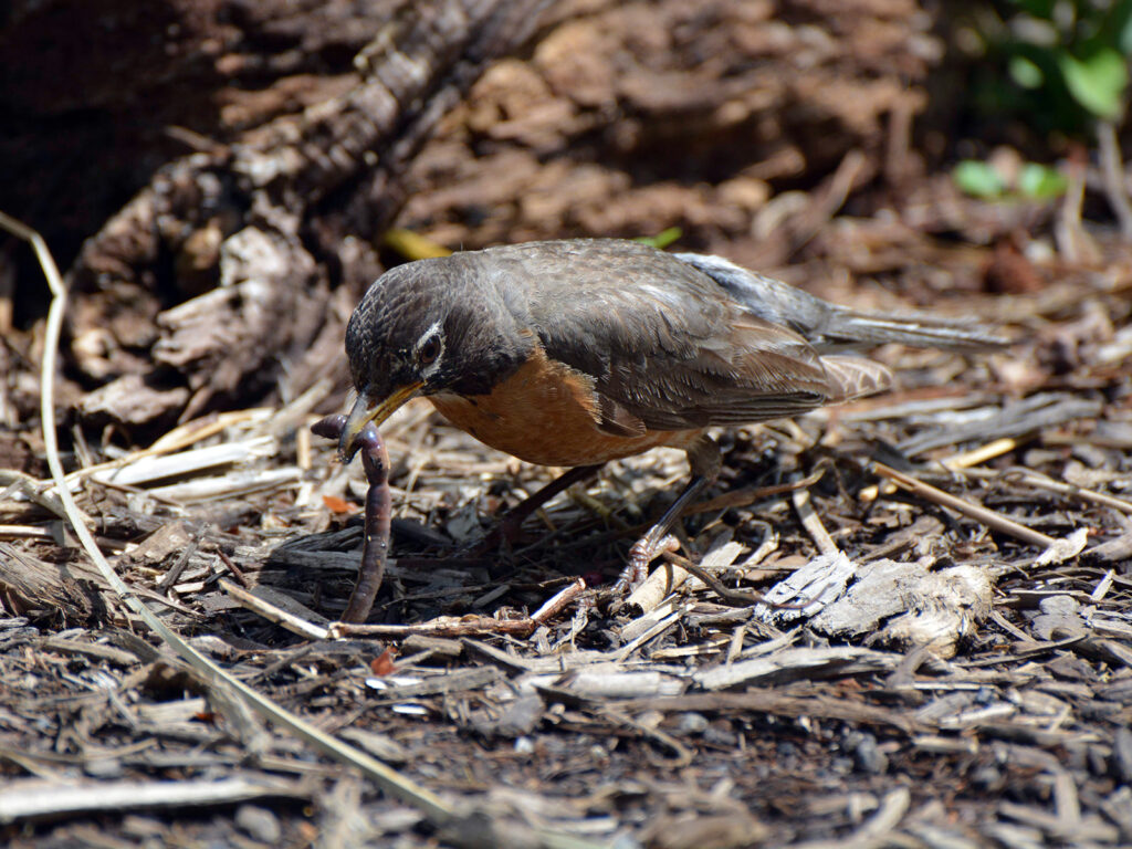 Robin eating an earthworm