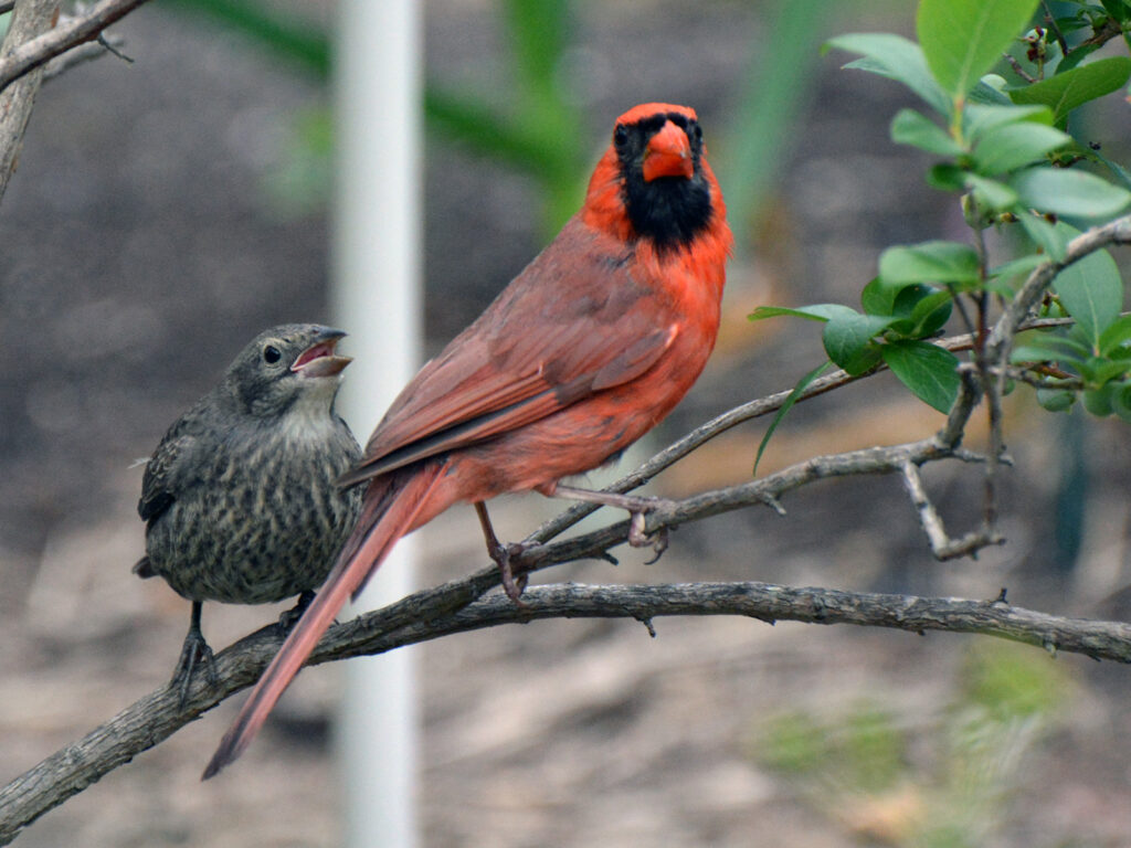 Cardinal with a cowbird baby