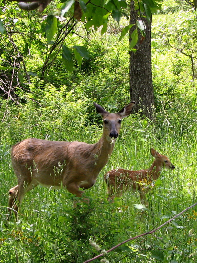 Deer in the Shenandoahs