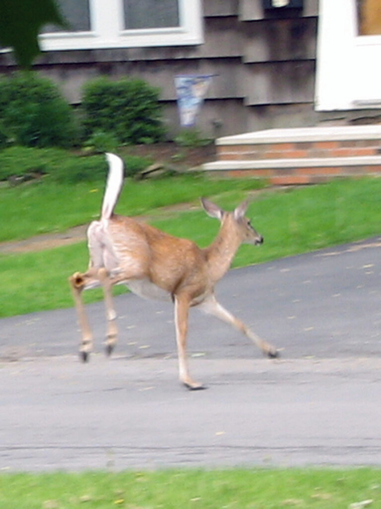 Deer crossing the street