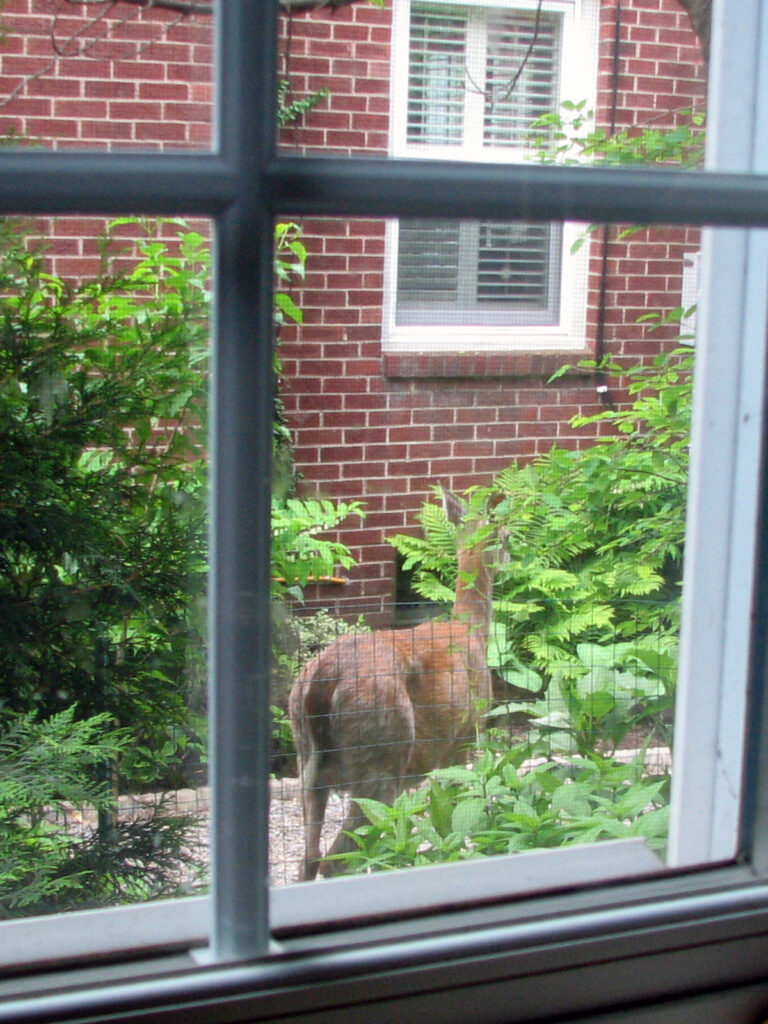 Deer outside our window