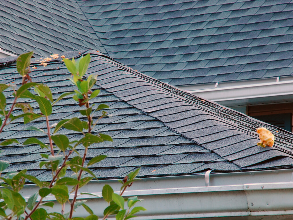 Discarded pear on our roof