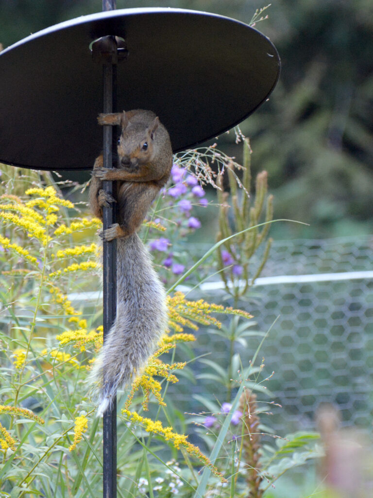 Squirrel defeated by baffle