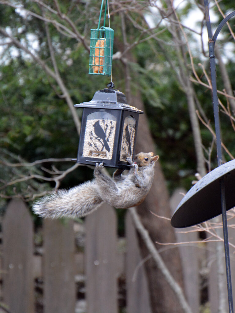 Squirrel eating bird seed