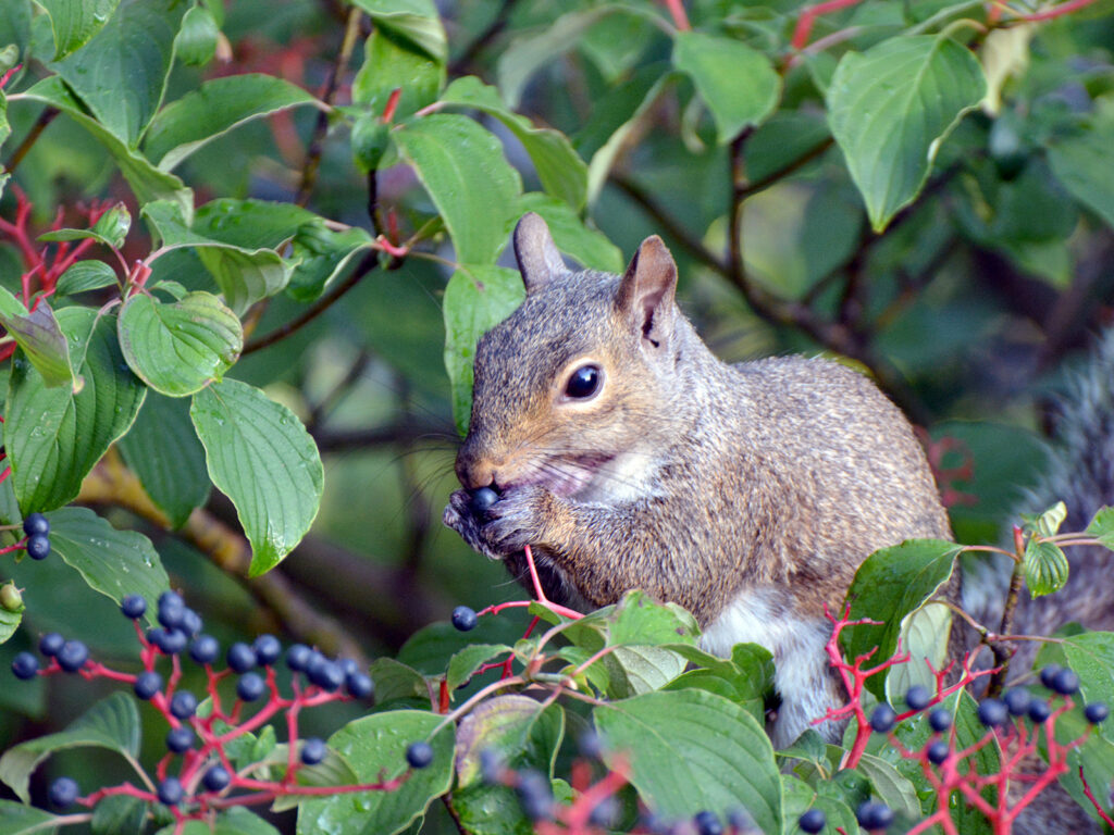 Squirrel eating pagoda dogwood berries