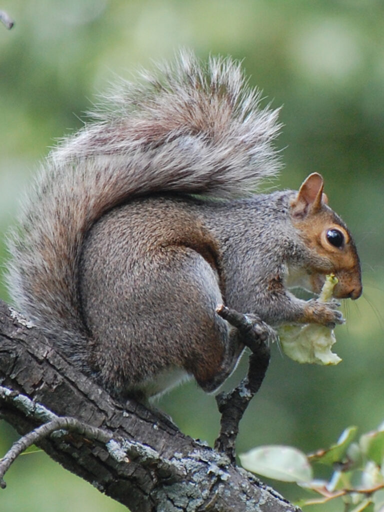Squirrel eating our pear