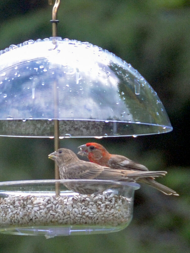 A male and a female house finch