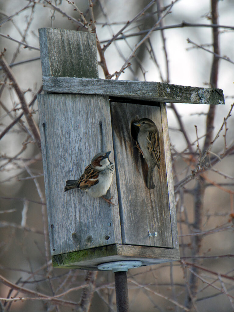 House sparrows taking a nest box