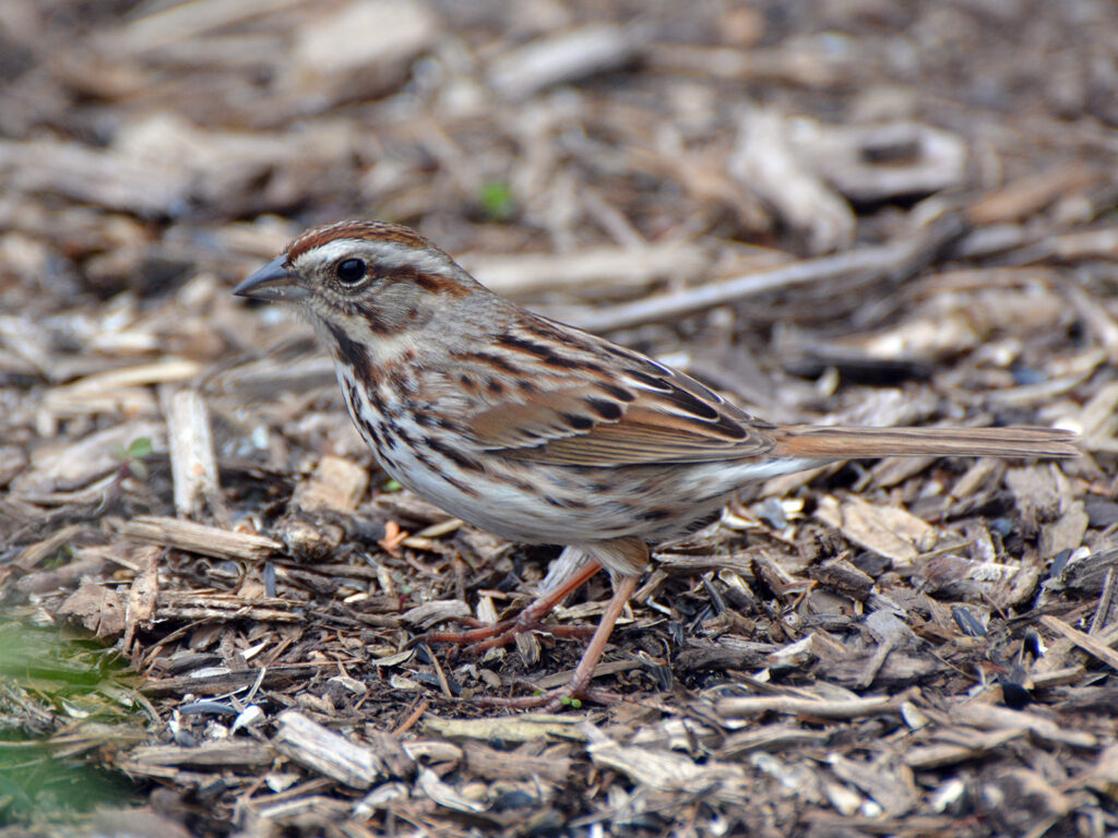 Song sparrow