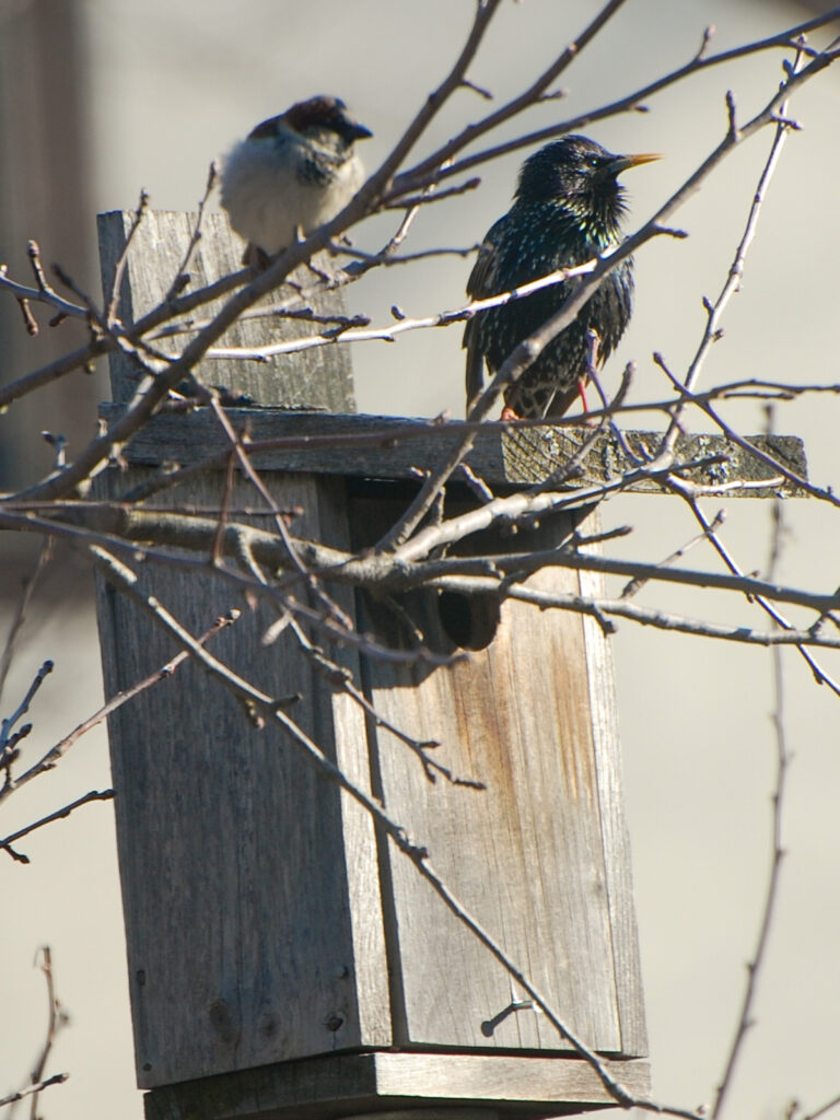Starling checking out a house sparrow's nest